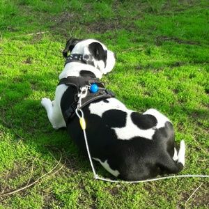 Meet your Posher, Dozer